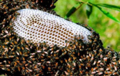 Mật ong ĐẮNG đặc sản vùng Tây Bắc có 1 không 2