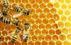 Mật ong màu đen là mật ong gì? 