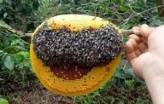 Mật ong thật thì kiến có bu không?