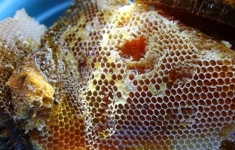 Viên tinh nghệ mật ong Vhoney 